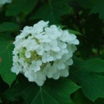 blogphoto1